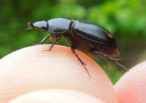 Acrossus luridus