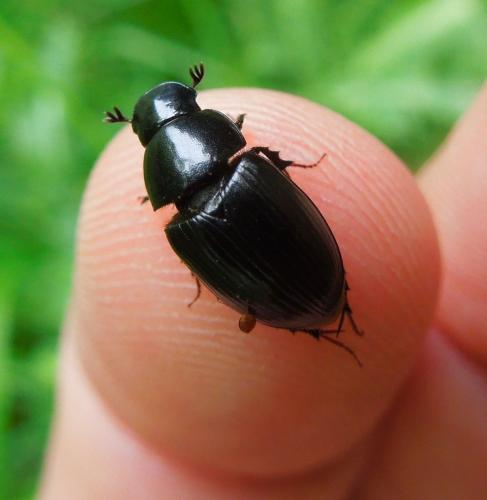 Acrossus luridus