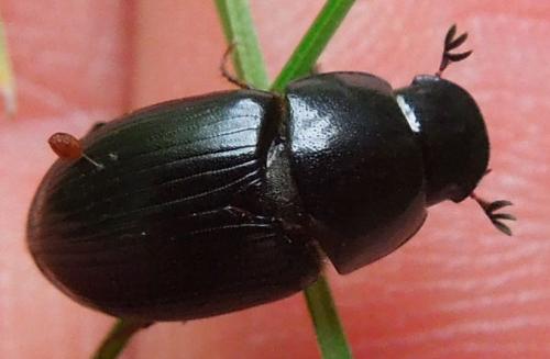Acrossus luridus