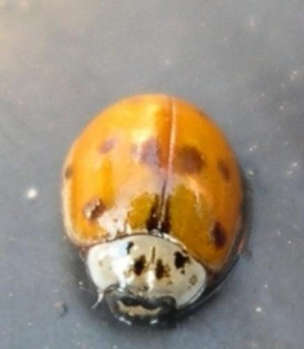 Réf. 114 833 : Adalia decempunctata