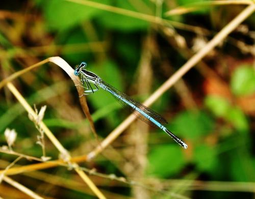 Platycnemis pennipes