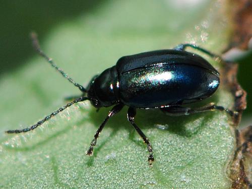 Réf. 114 628 : Altica sp.