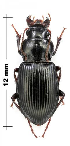 Amara sp.