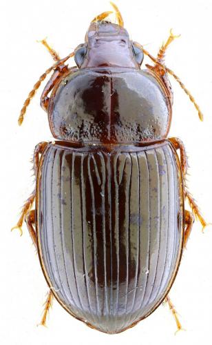Réf. 114 098 : Amara eximia