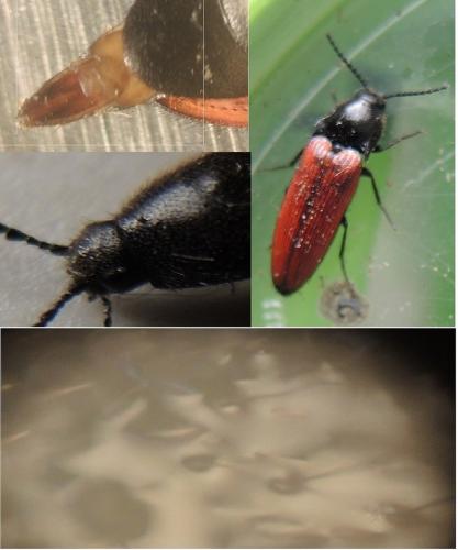 Ampedus sp.