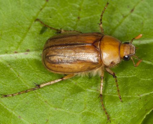 Rhizotrogus sp.