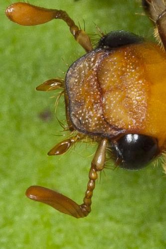 Rhizotrogus sp.