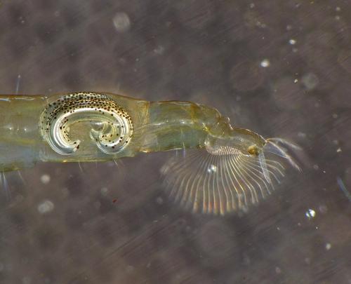 Chaoborus obscuripes
