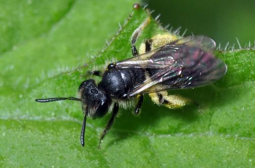 Andrena sp.