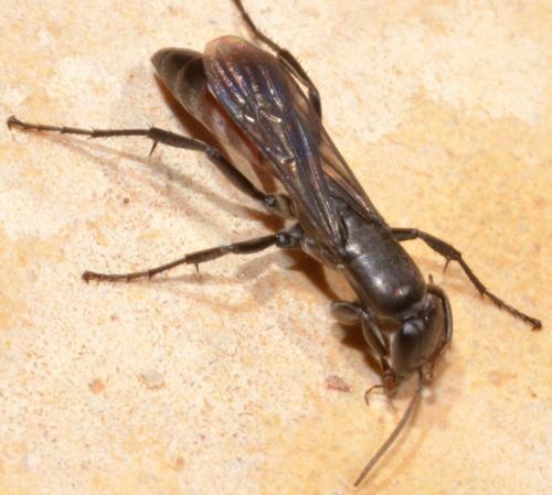 Aporus bicolor