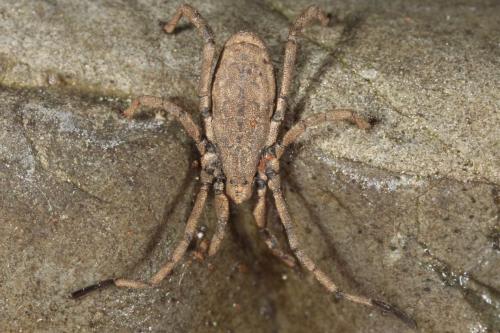 Trogulus nepaeformis