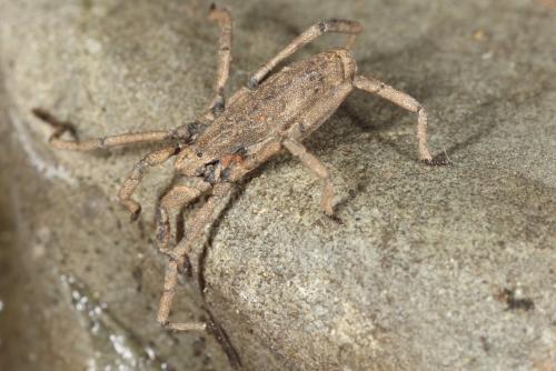 Trogulus nepaeformis