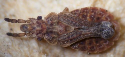 Aradus cinnamomeus
