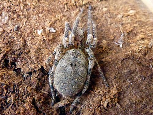 Zoropsis sp.
