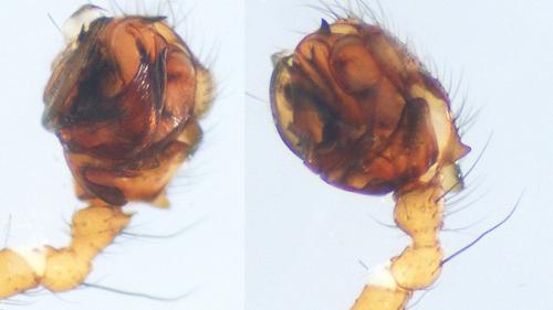 Lepthyphantes leprosus