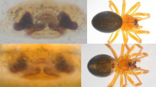 Réf. 114 581 : Hypomma bituberculatum