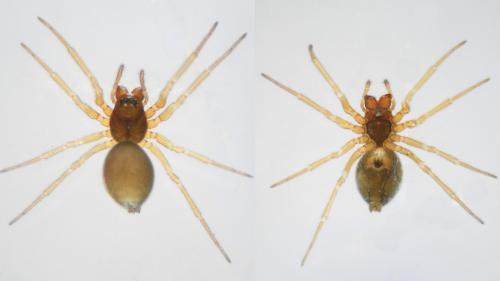 Réf. 114 926 : Prinerigone vagans
