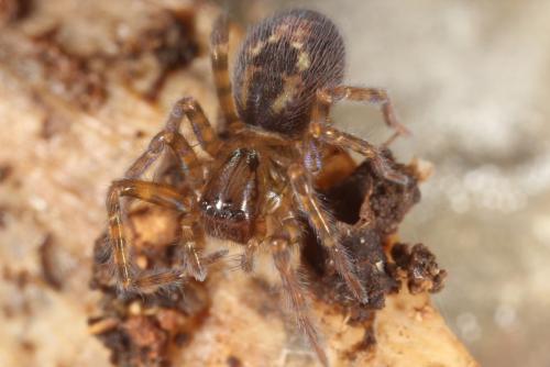 Amaurobius sp.
