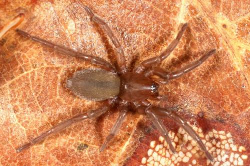 Drassodes sp.