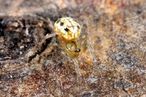 Enoplognatha sp.