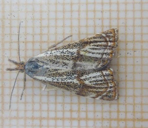 Réf. 114 015 : Thisanotia chrysonuchella