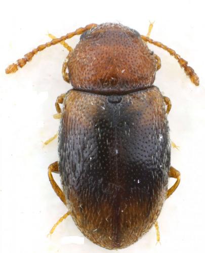 Réf. 114 063 : Atomaria scutellaris