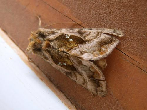 Autographa jota