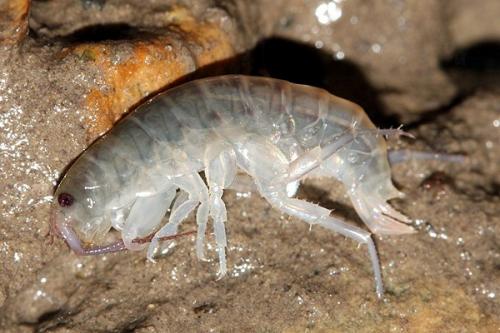 Orchestia cavimana