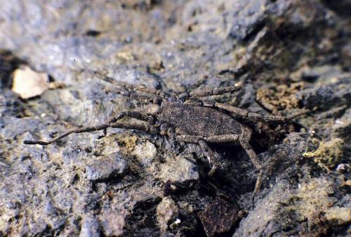 Trogulus sp.