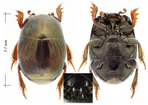 Réf. 114 350 : Hypocaccus dimidiatus dimidiatus