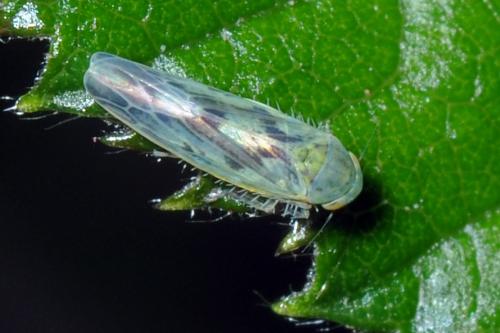 Réf. 114 293 : Balclutha punctata
