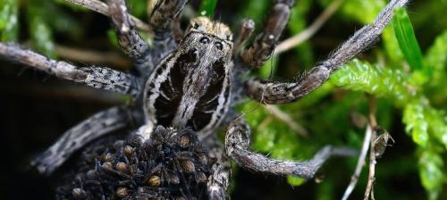 Hogna radiata