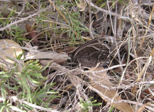 Berberia sp.
