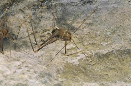 Dolichopoda sp.