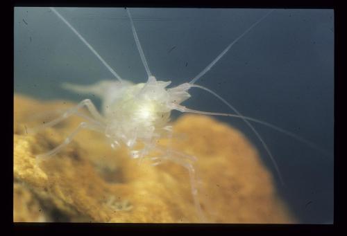 Réf. 114 426 : Troglocaris sp.