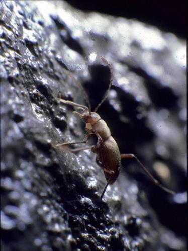 Réf. 114 369 : Cytodromus dapsoides