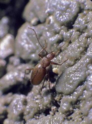 Isereus xambeui