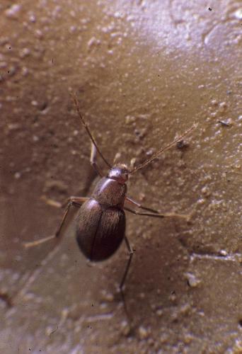 Diaprysius mazaurizi