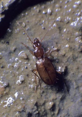 Réf. 114 488 : Duvalius delphinensis balazuci
