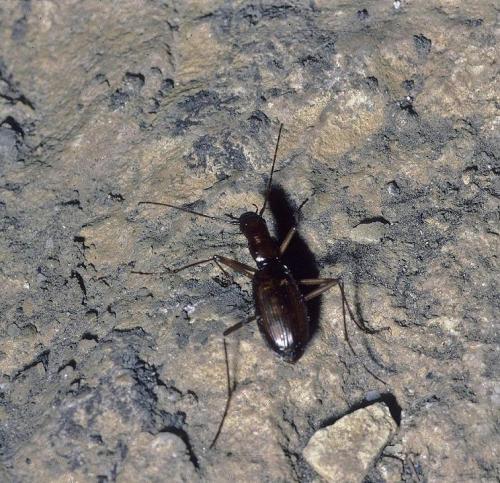 Nebria nudicollis initialis