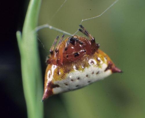 Gasteracantha cancriformis