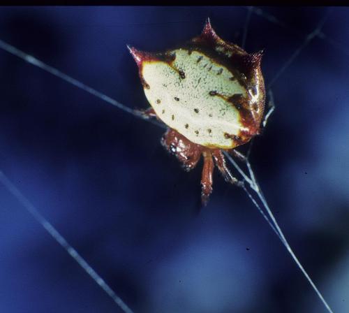Gasteracantha cancriformis