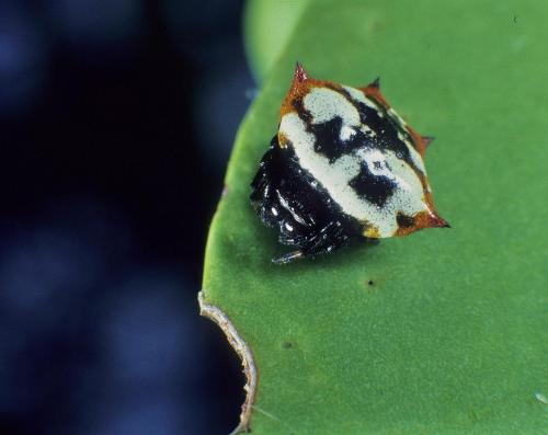 Gasteracantha cancriformis