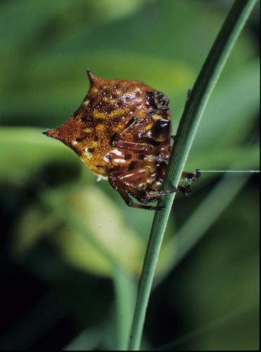 Gasteracantha cancriformis
