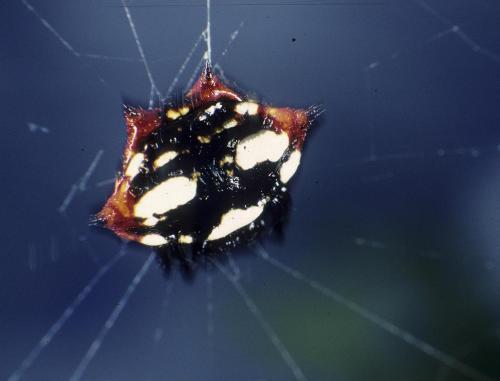 Gasteracantha cancriformis