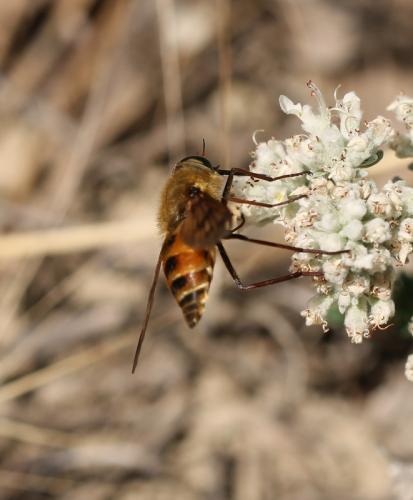 Pangonius pyritosus