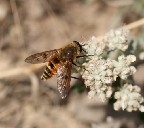 Pangonius pyritosus