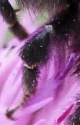 Bombus humilis
