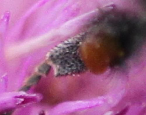 Bombus humilis