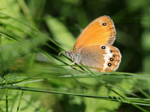 Réf. 114 236 : Coenonympha gardetta